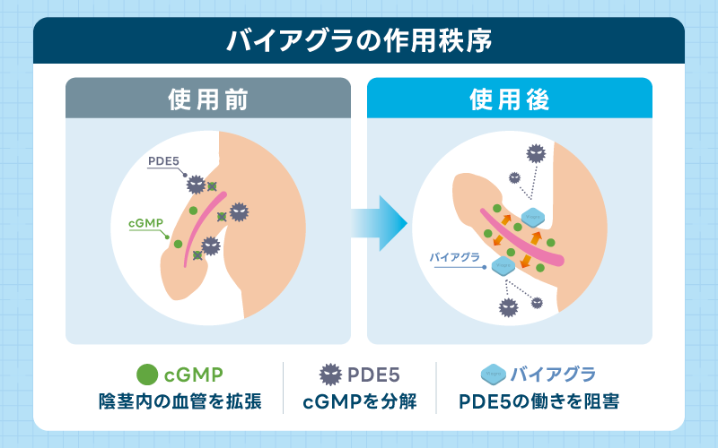 バイアグラ 服用 勃起 作用秩序 